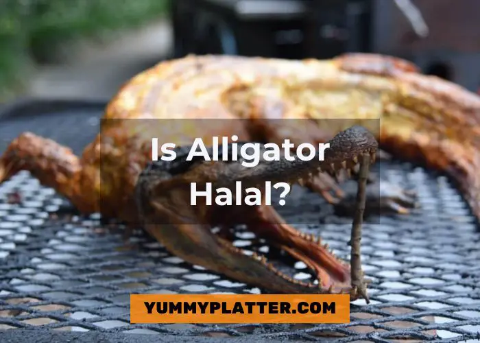 Is Alligator Halal
